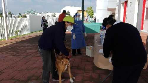 Todos a vacunar contra la rabia a sus perros y gatos en la jornada de vacunación antirrábica 2022